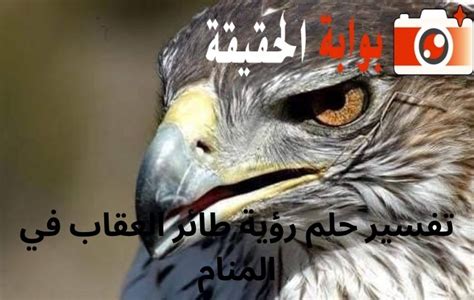 تفسير رؤية طائر يهاجم في حلم للرجل ومعناه