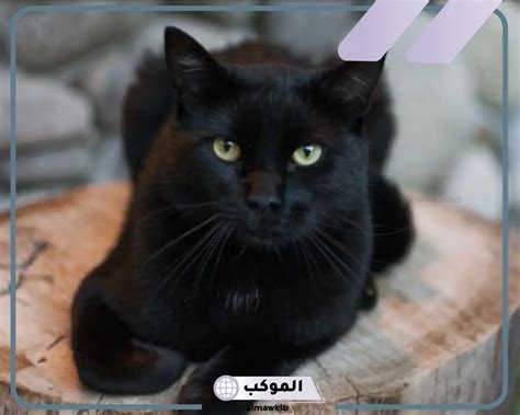 تفسير رؤية قطة سوداء في المنام للشباب ومعناها
