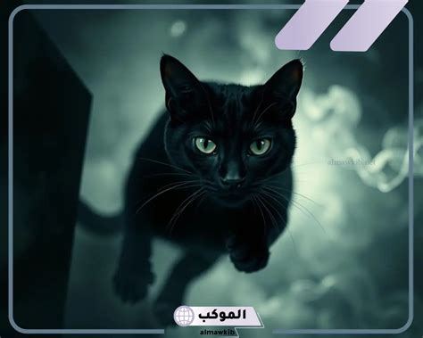 تفسير رؤية قطة سوداء في حلم امراة حامل