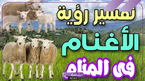 تفسير رؤية قطيع الغنم في حلم امرأة عزباء من ابن سيرين