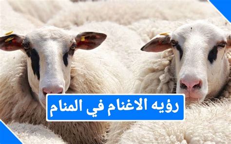 تفسير رؤية قطيع من الغنم في حلم امرأة عزباء للعصيمي
