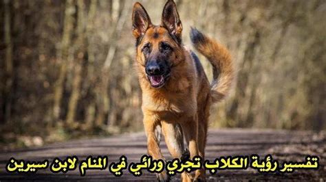 تفسير رؤية كلب يجري ورائي في حلم لامرأة متزوجة
