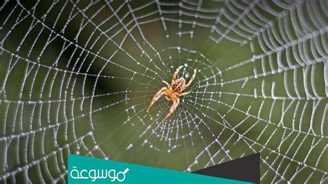 تفسير عنكبوت في المنام للإمام الصادق