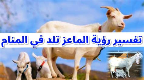 تفسير كيف تلد الماعز في المنام لفتاة واحدة