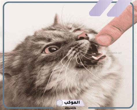 تفسير كيف تهاجمني قطة وتعض يدي في المنام لامرأة متزوجة