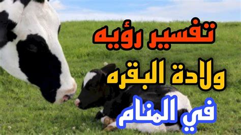 تفسير كيفية وضع بقرة في حلم لامرأة عزباء