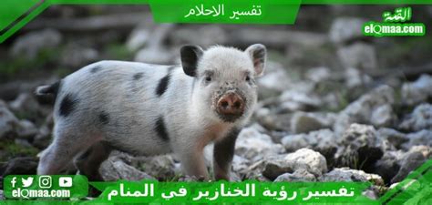تفسيرات أخرى لرؤية خنزير في الأحلام