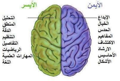 تكون وظائف النصف المخي الأيمن أكثر نشاطًا في اختبارات الذكاء