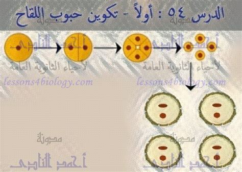 تكوين حبوب Cfamol Extra والمادة الفعالة فيها