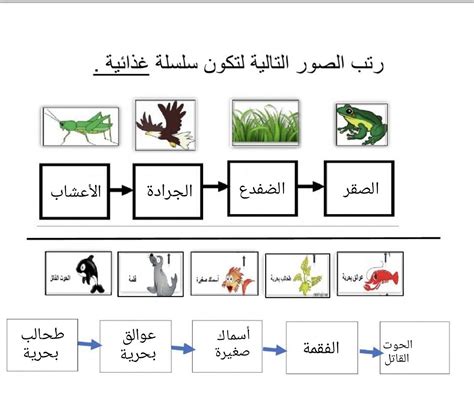 تمثل الرسومات التالية مجموعة من الأدبيات، قم بترتيب الجمل التالية وفقًا للأدبيات التي تنتمي إليها