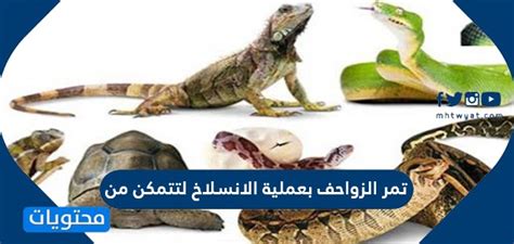 تمر الزواحف من خلال عملية طرح الريش لتكون قادرة على ذلك