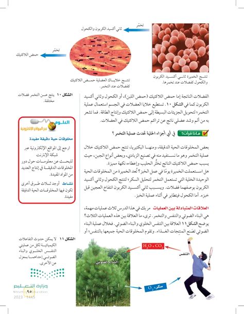 تنتج بعض أنواع البكتيريا طعامها، فلماذا لا يتم تصنيفها في المملكة النباتية؟