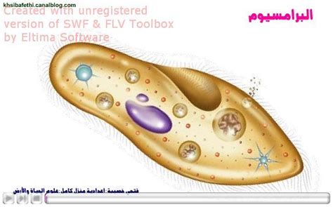 تنتمي الأميبا إلى مجموعة الطلائعيات المشابهة لـ - أفضل إجابة