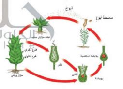 تنتمي الإسفنج إلى مملكة النبات الحقيقية أو الخاطئة
