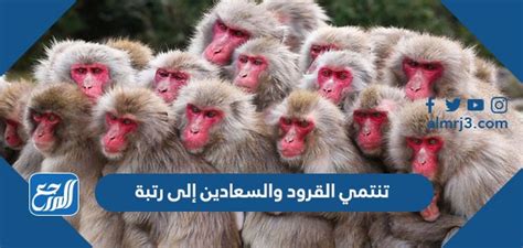 تنتمي القرود والقرود إلى الرتبة - اعرفها بشكل صحيح
