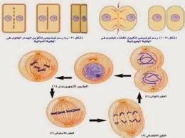 تنفصل الكروموسومات عن بعضها البعض أثناء الانقسام الانقسامي