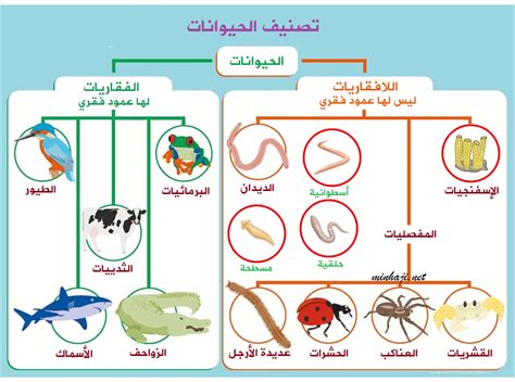 تنقسم الحيوانات إلى مجموعتين رئيسيتين، الفقاريات واللافقاريات. اشرح الاختلافات الرئيسية بين المجموعتين واعطاء مثال لكل مجموعة تنقسم الحيوانات إلى مجموعتين رئيسيتين، الفقاريات واللافقاريات. اشرح الاختلافات الرئيسية بين المجموعتين واعطاء مثال لكل مجموعة