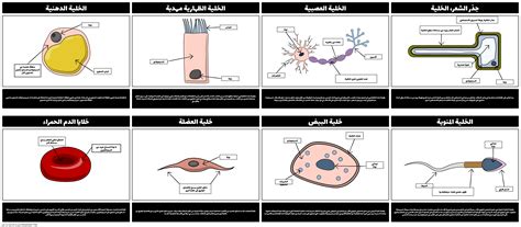 توضح النظرية الأساسية للخلية أنه ليست كل الكائنات الحية تتكون من خلايا، والخلايا الجديدة لا تنشأ من الخلايا السابقة التي كانت تمتلكها الخلايا