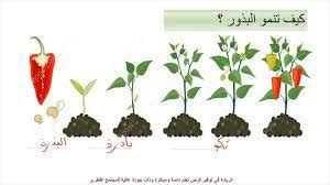 توضح دورة حياة النبات كيف ينمو، ويبقى، وينتج المزيد من نوعه، ثم يموت