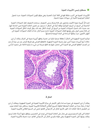 توقع كيف يمكن أن تؤثر العوامل التالية على عملية إنتاج الحيوانات المنوية بيئة درجة حرارة عالية ارتفاع درجة حرارة الجسم نتيجة للمرض إذا كانت الخصية مع تجويف البطن إصابة بالخصية اشرح إجابتك