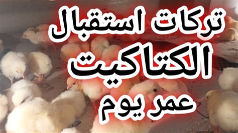 ثالثا: طريقة تحضير الكتاكيت الحلوة و الحامضة