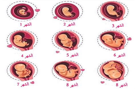 ثانيًا: لماذا تنخفض حركة الجنين داخل الرحم خلال الشهر الثامن من الحمل؟