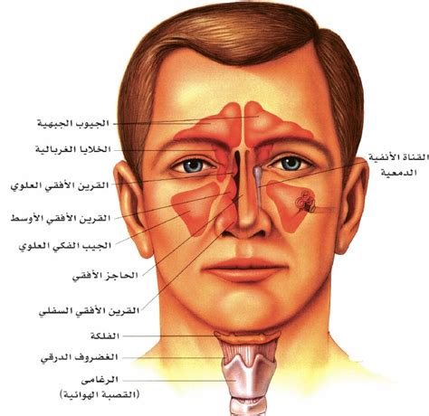 جرعة لالتهابات الغشاء المخاطي للأنف المرتبطة بالحساسية
