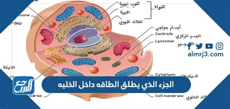 جزء الخلية الذي يطلق الطاقة