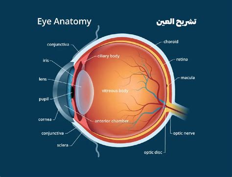 جزء العين الذي يعطي لونًا للعين