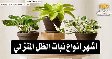 جزء من نبات يمكنه، في ظل الظروف المناسبة، إنشاء نبتة جديدة