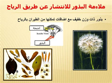 جزيئات تشبه البذور ذات خلايا إسفنجية تحميها أشواك