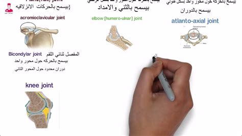 جواب السؤال: لماذا توجد جيوب مملوءة بالسوائل في مفاصل الكتف والركبة؟
