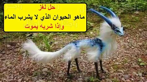 حل اللغز أي حيوان يموت عندما يأكل الشوكولاتة، أي حيوان يموت عندما يأكل الشوكولاتة