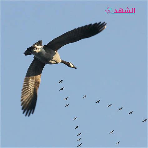 حل اللغز الذي لا يطير الطائر يوم الجمعة