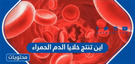 حل لغز العضو الذي ينتج خلايا الدم الحمراء في 4 أحرف