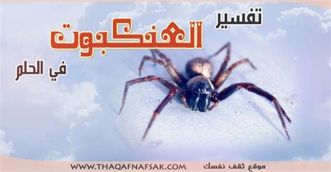 حلم العنكبوت وتفسيره للإمام الصادق وابن سيرين