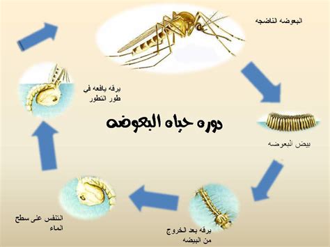 دورة حياة البعوض وطريقة التغذية