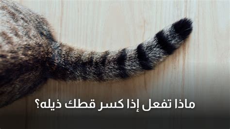 ذيل أيون