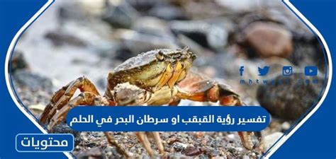 رؤية تفسير القبقب او سرطان البحر في الحلم وهو يلاحقني
