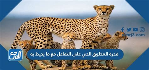 رد الفعل هو قدرة المخلوق على التفاعل مع البيئة - موقع القلعة
