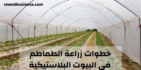 زراعة الطماطم في البيوت البلاستيكية خطوة بخطوة