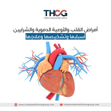سؤال: ما اسم العضو الذي يتكون من القلب والأوعية الدموية والدم؟