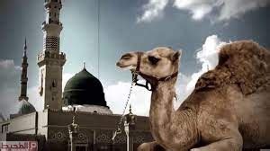 سؤال: ما الحيوان الذي اشتكى للنبي من سوء معاملة أصحابه؟