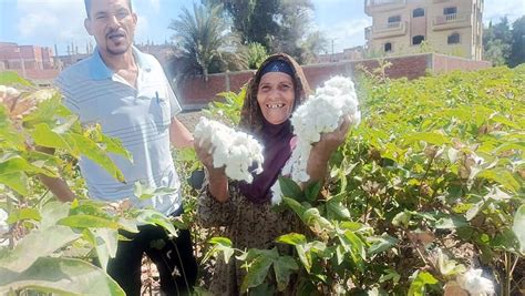 ساعد بنك القاهرة في إمداد محصول القطن بالتمويل اللازم ساعد بنك القاهرة في إمداد محصول القطن بالتمويل اللازم