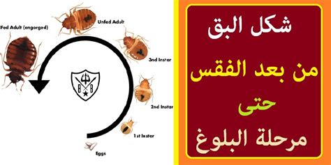 سلوك التغذية من البق