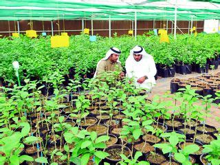 سياسة التنمية لتطوير الزراعة في دولة الإمارات