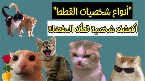 شخصيات القطط الصغيرة واختلافهم وحبهم للأطعمة المختلفة شخصيات القطط الصغيرة واختلافهم وحبهم للأطعمة المختلفة