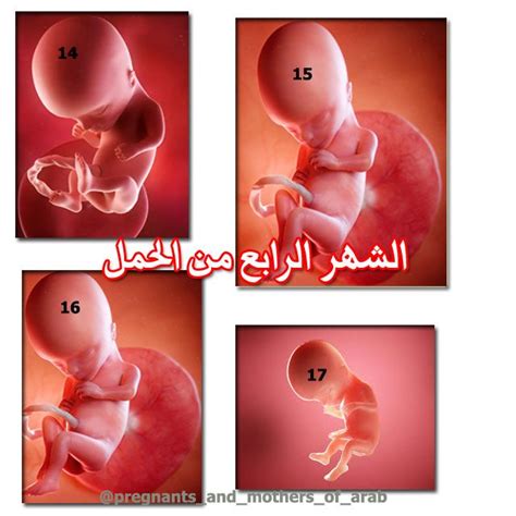 شكاوي أثناء الحمل في الشهر الرابع من الأسبوع الخامس عشر