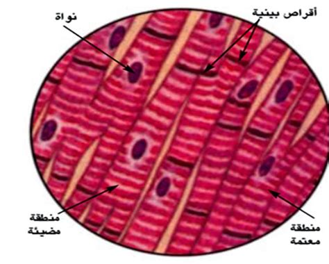 شكل النسيج العضلي الذي يتكون منه القلب؟