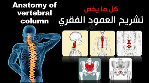 ضع عمودًا بين العمود B والعمود C وقم بحذفه؟